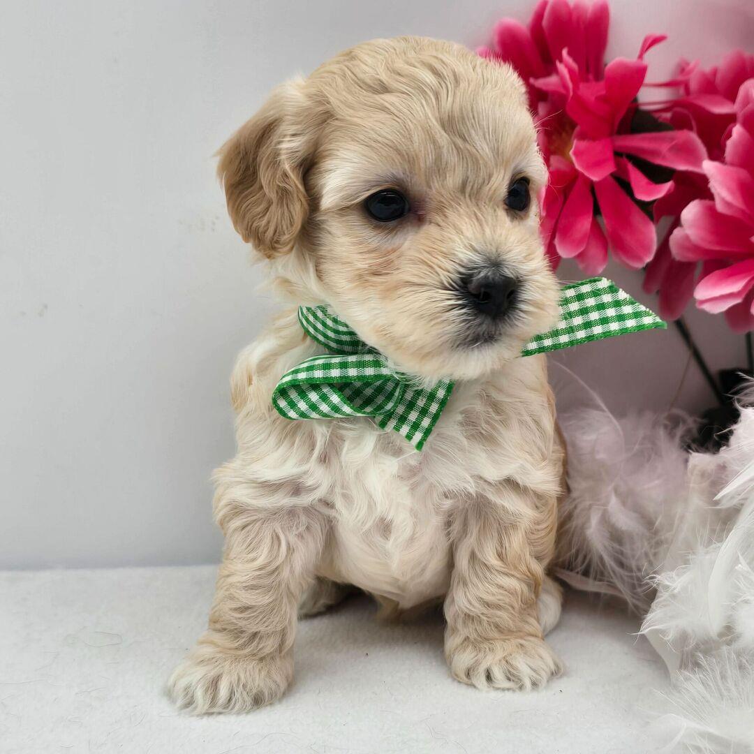 Remi puppy for sale in USA