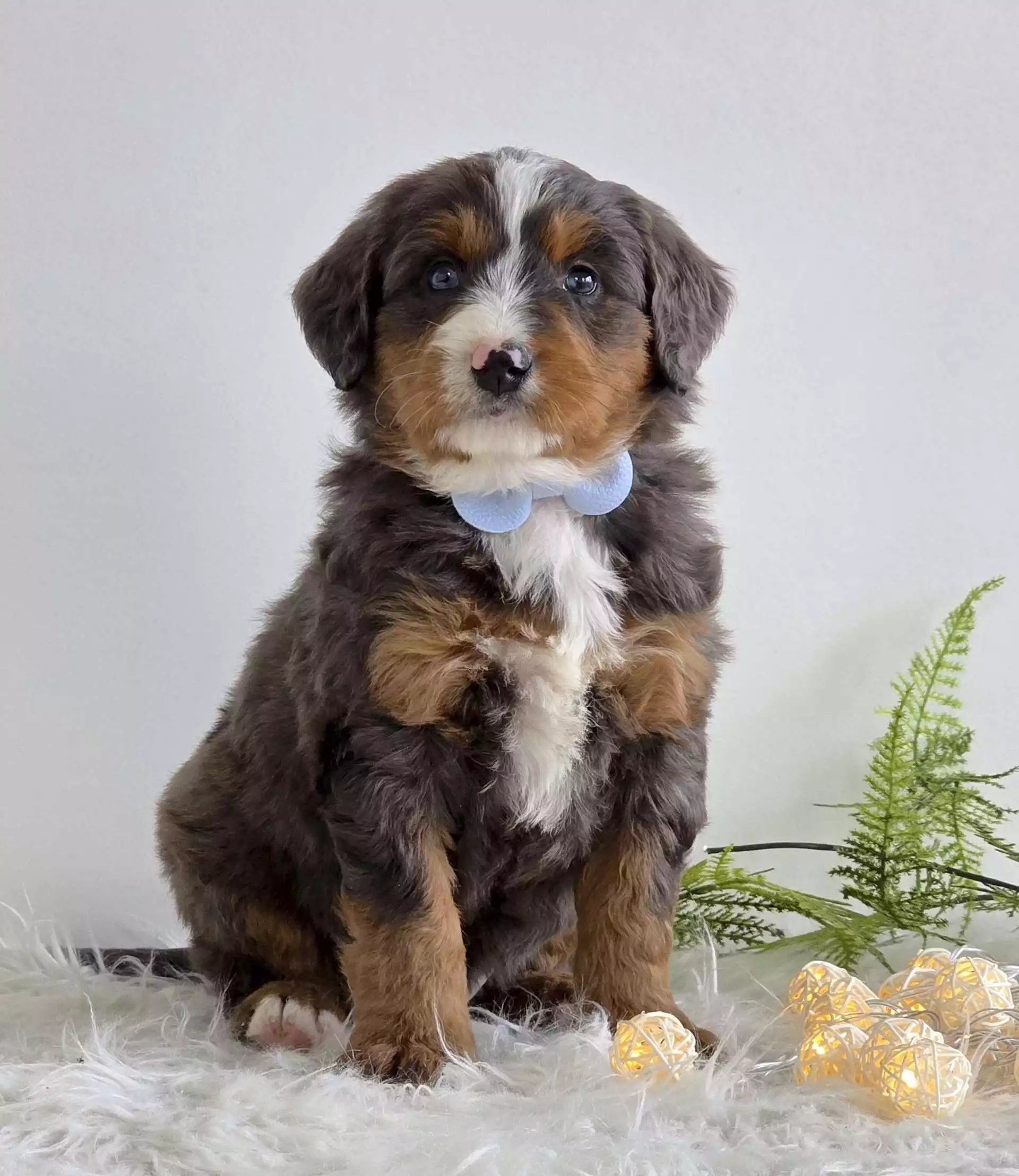 Puppy Image