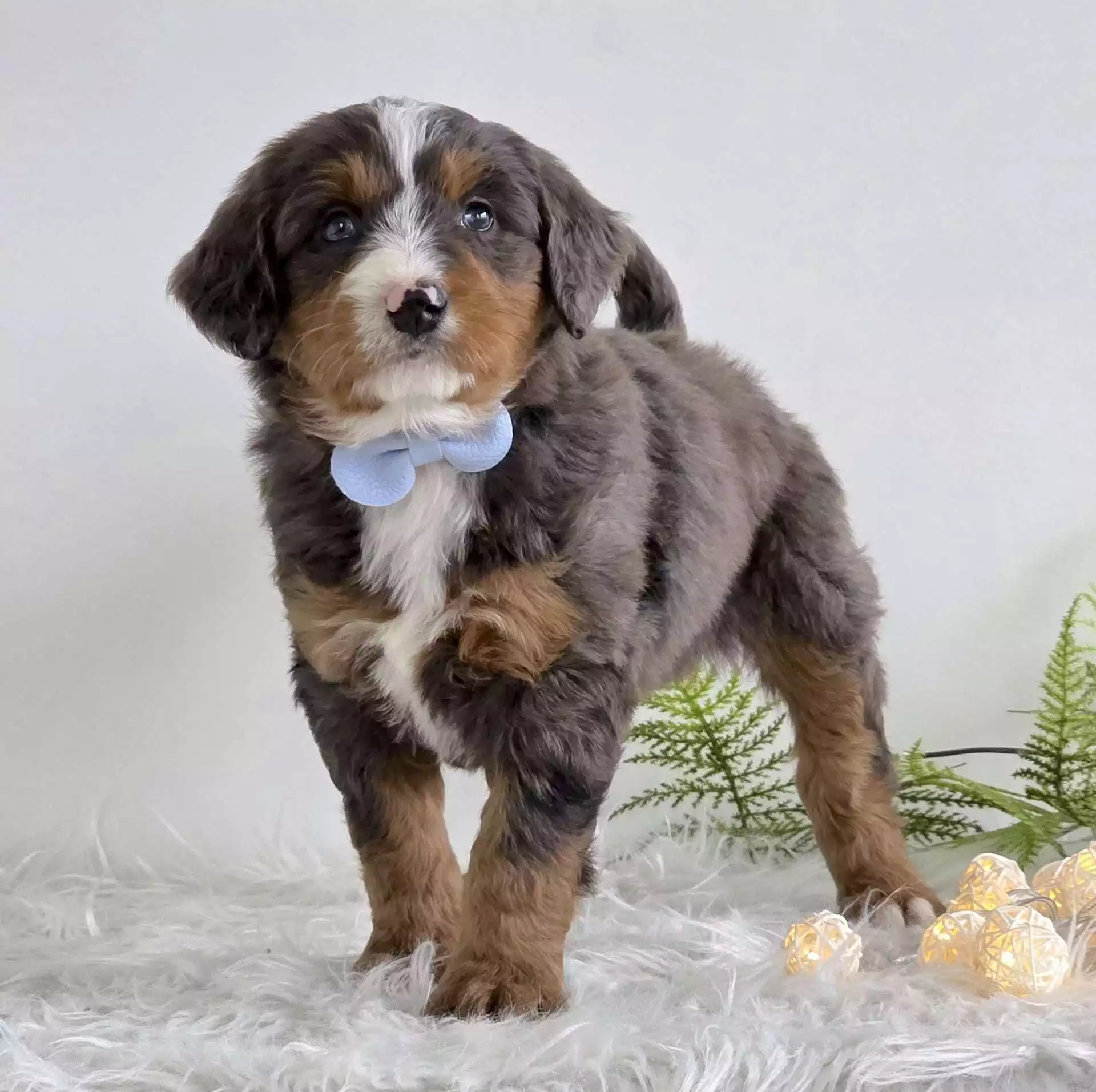 Puppy Image