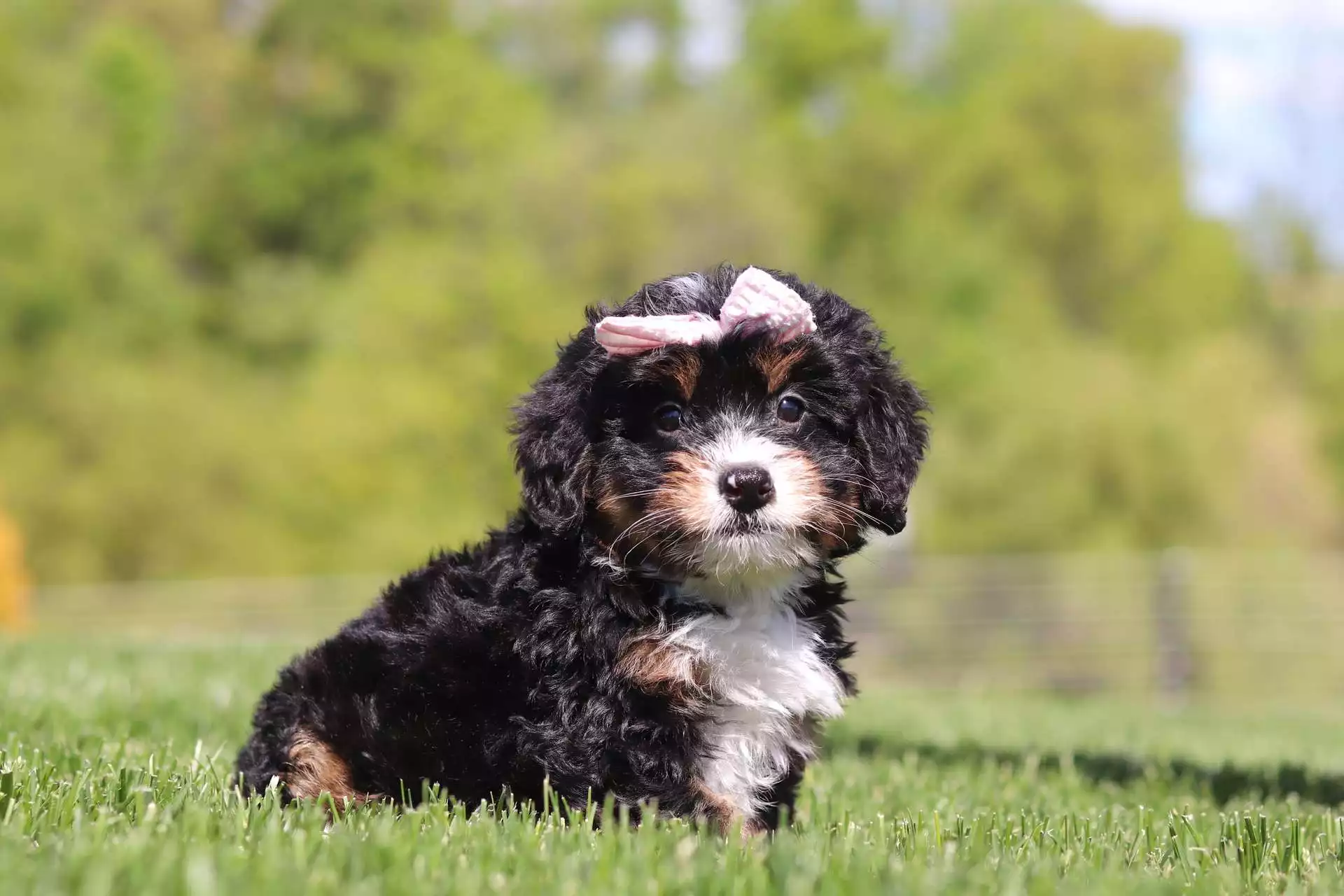 Puppy Image