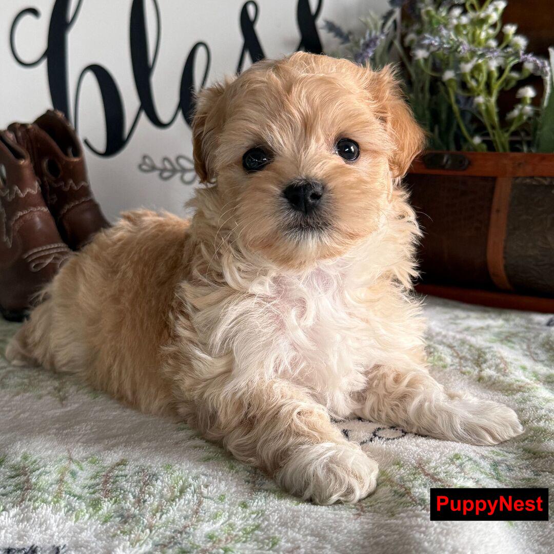 Puppy Image