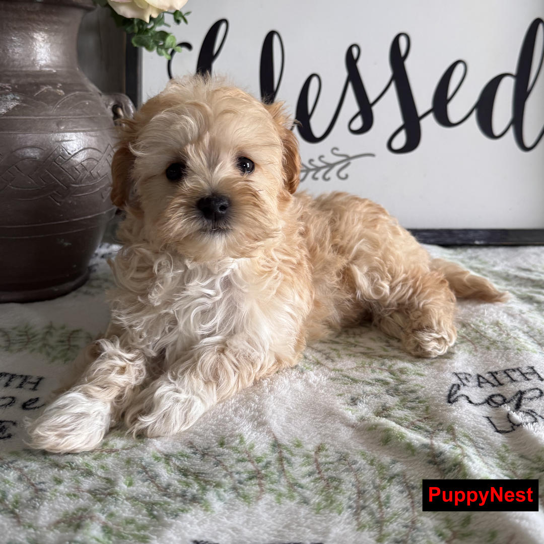 Puppy Image