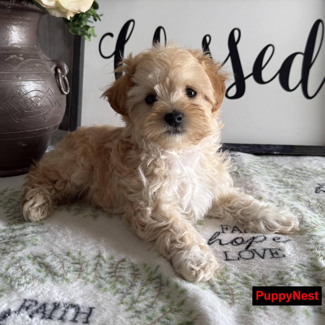 Puppy Image