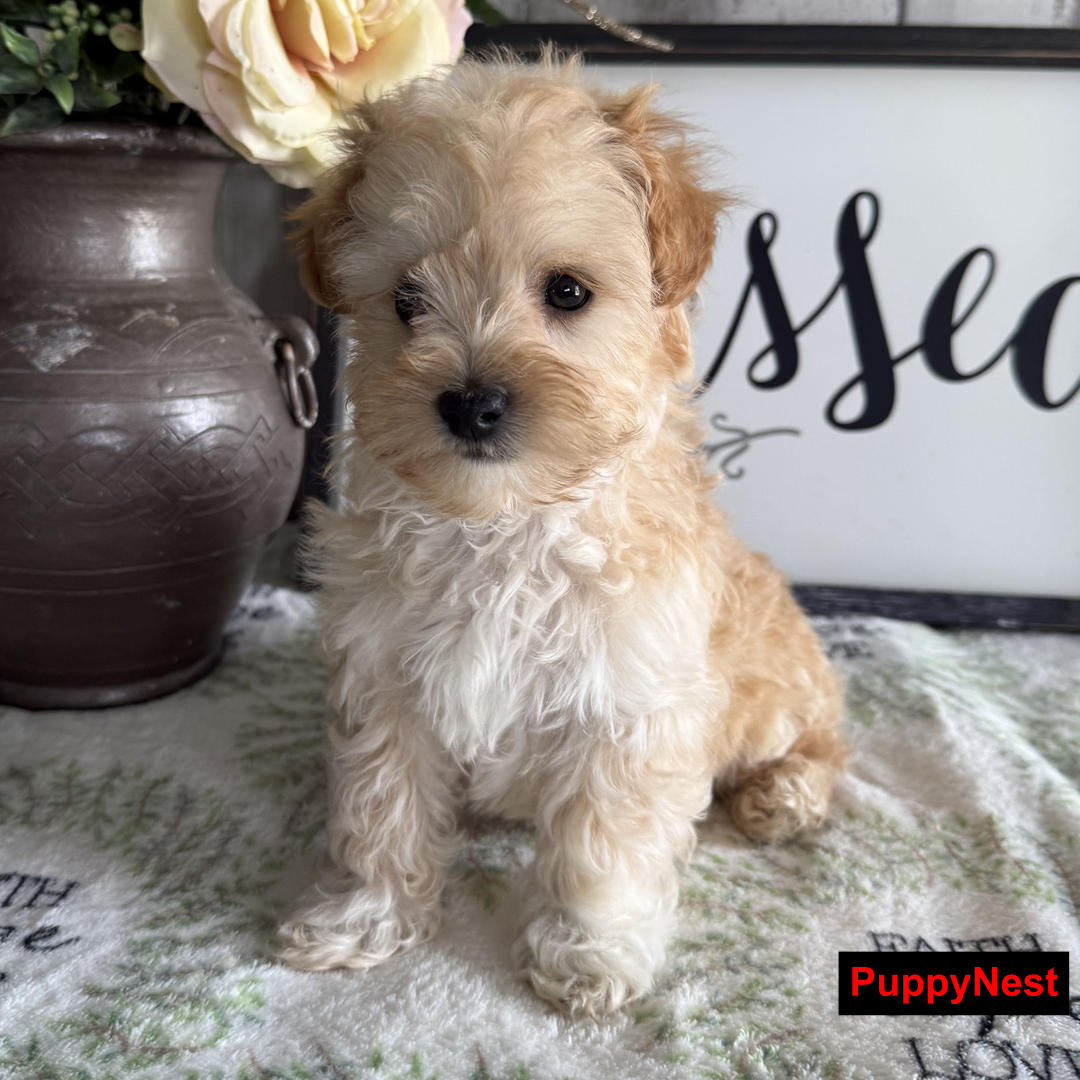 Puppy Image