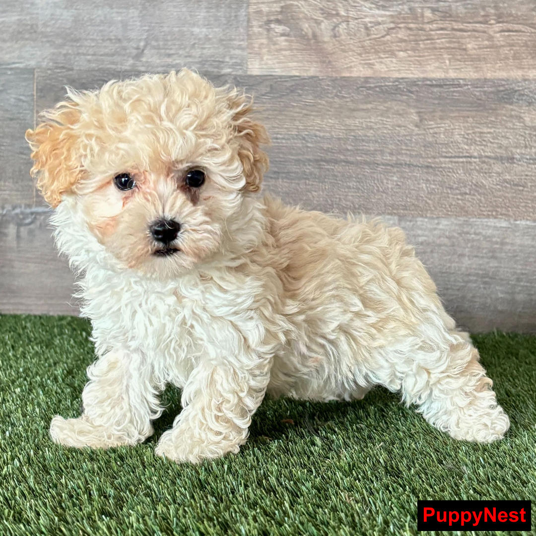 Puppy Image