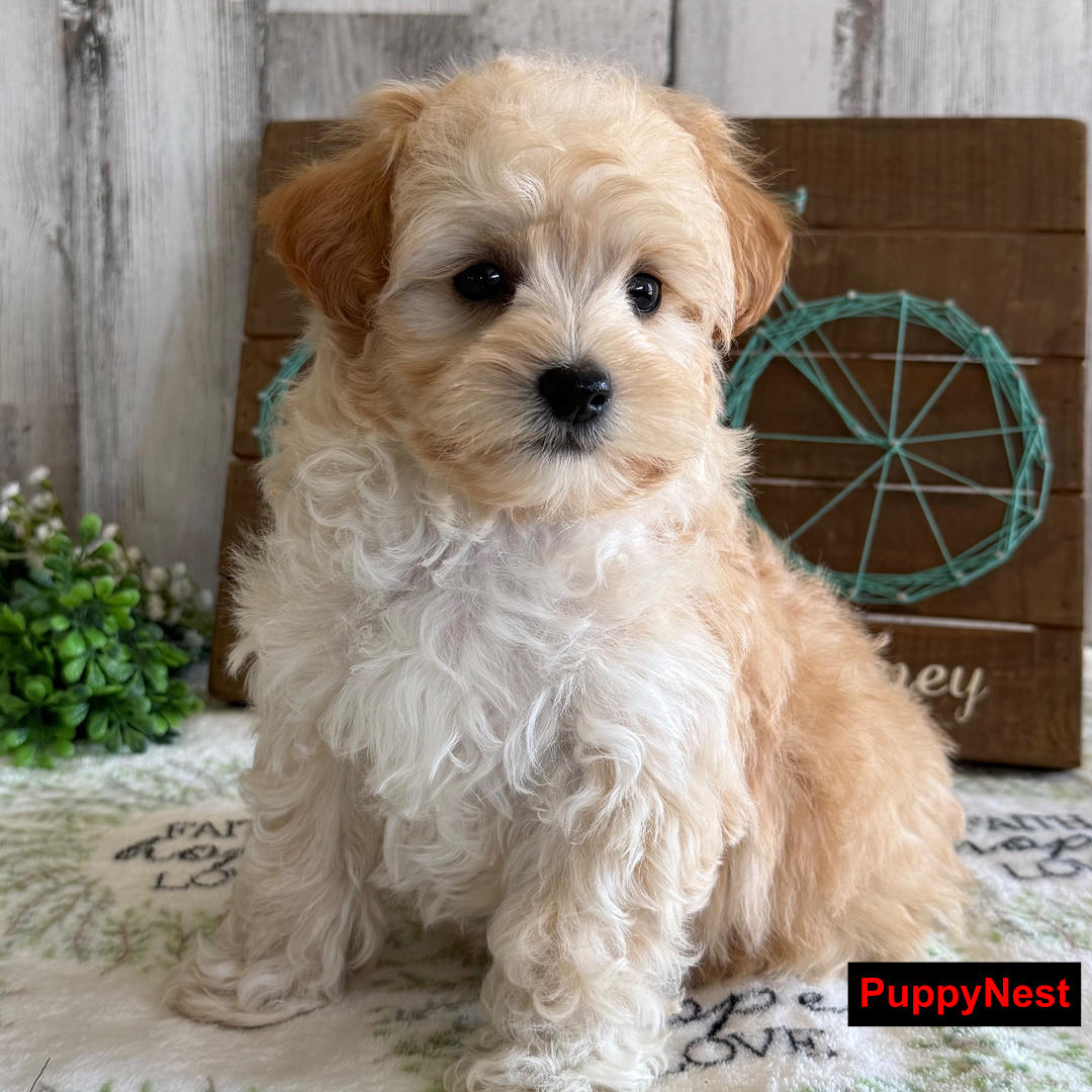 Puppy Image