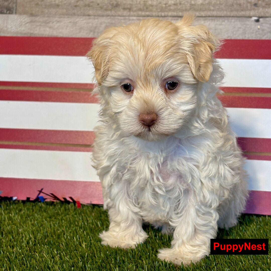 Puppy Image
