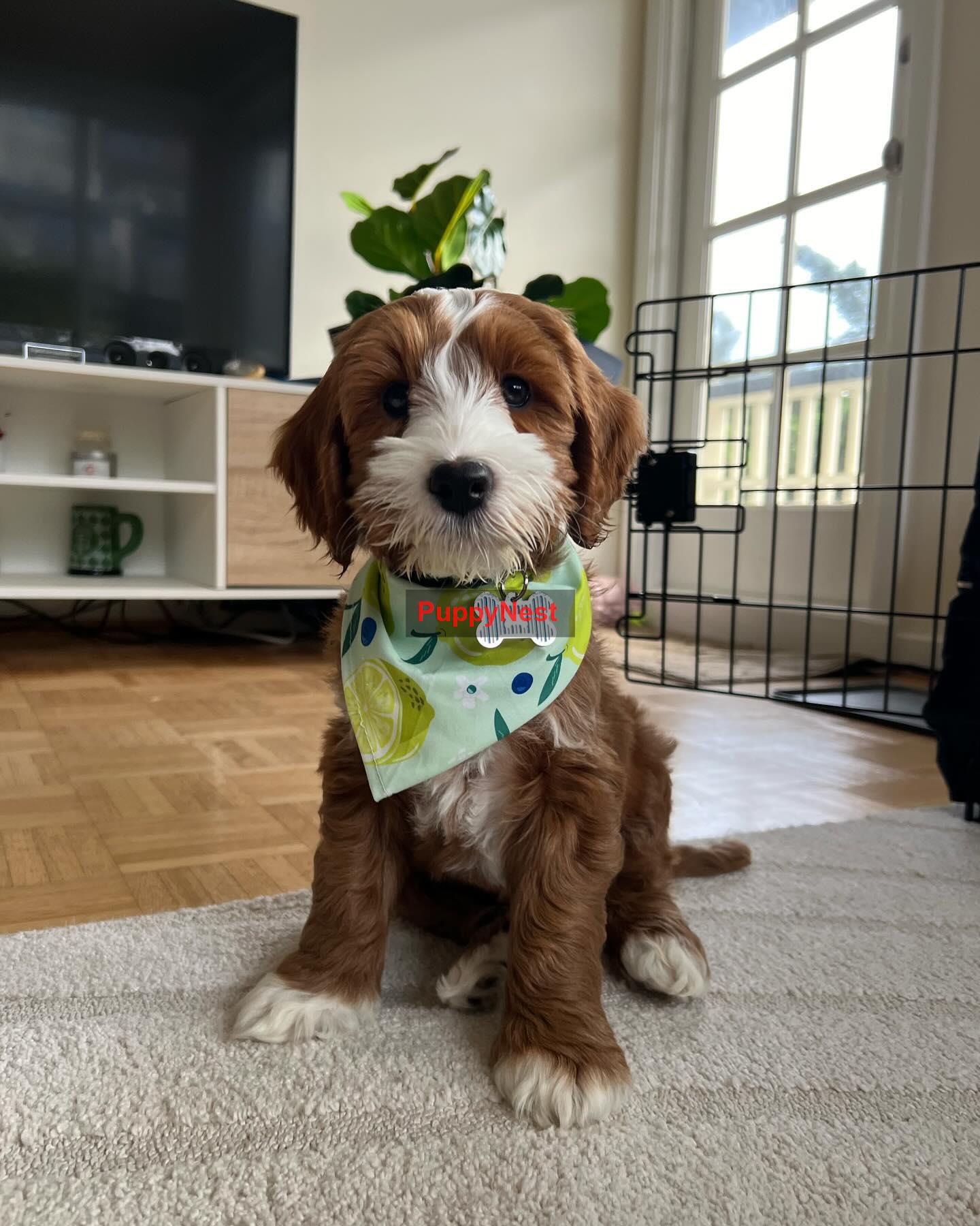 Selected Puppy