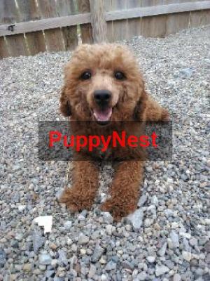 Selected Puppy