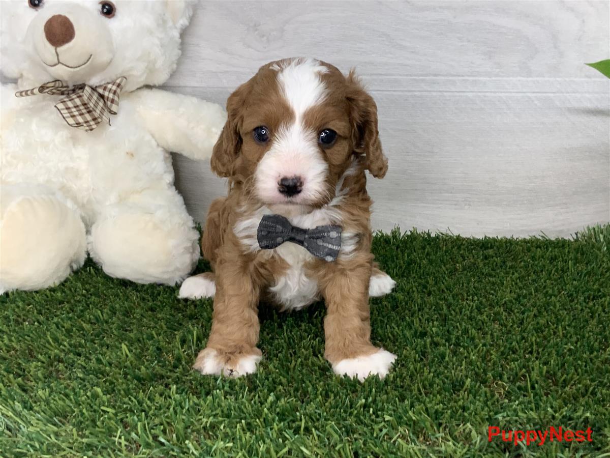 Puppy for Sale