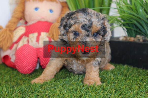 Puppy Thumbnail