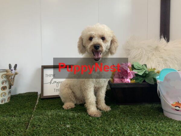 Puppy Thumbnail