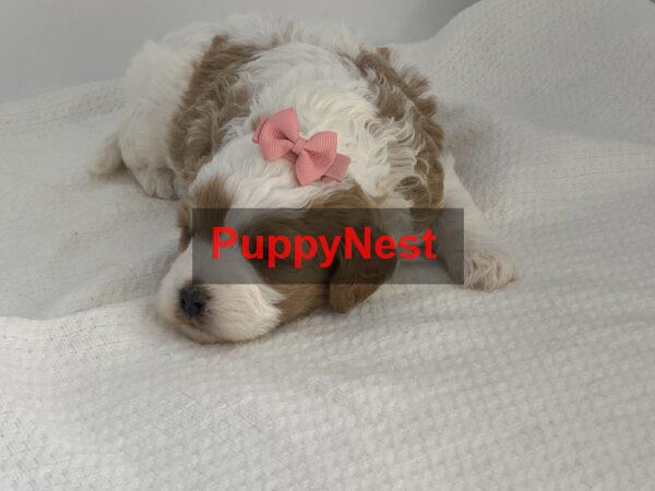 Selected Puppy