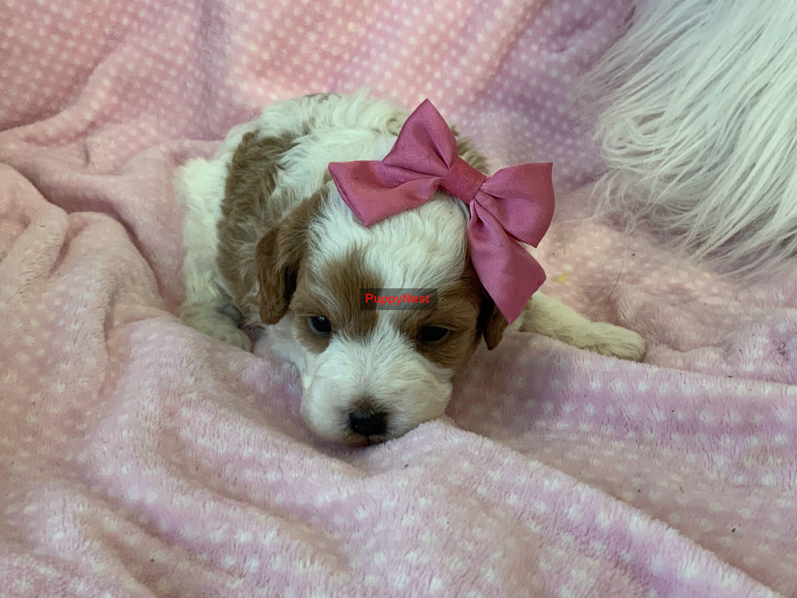 Puppy Thumbnail