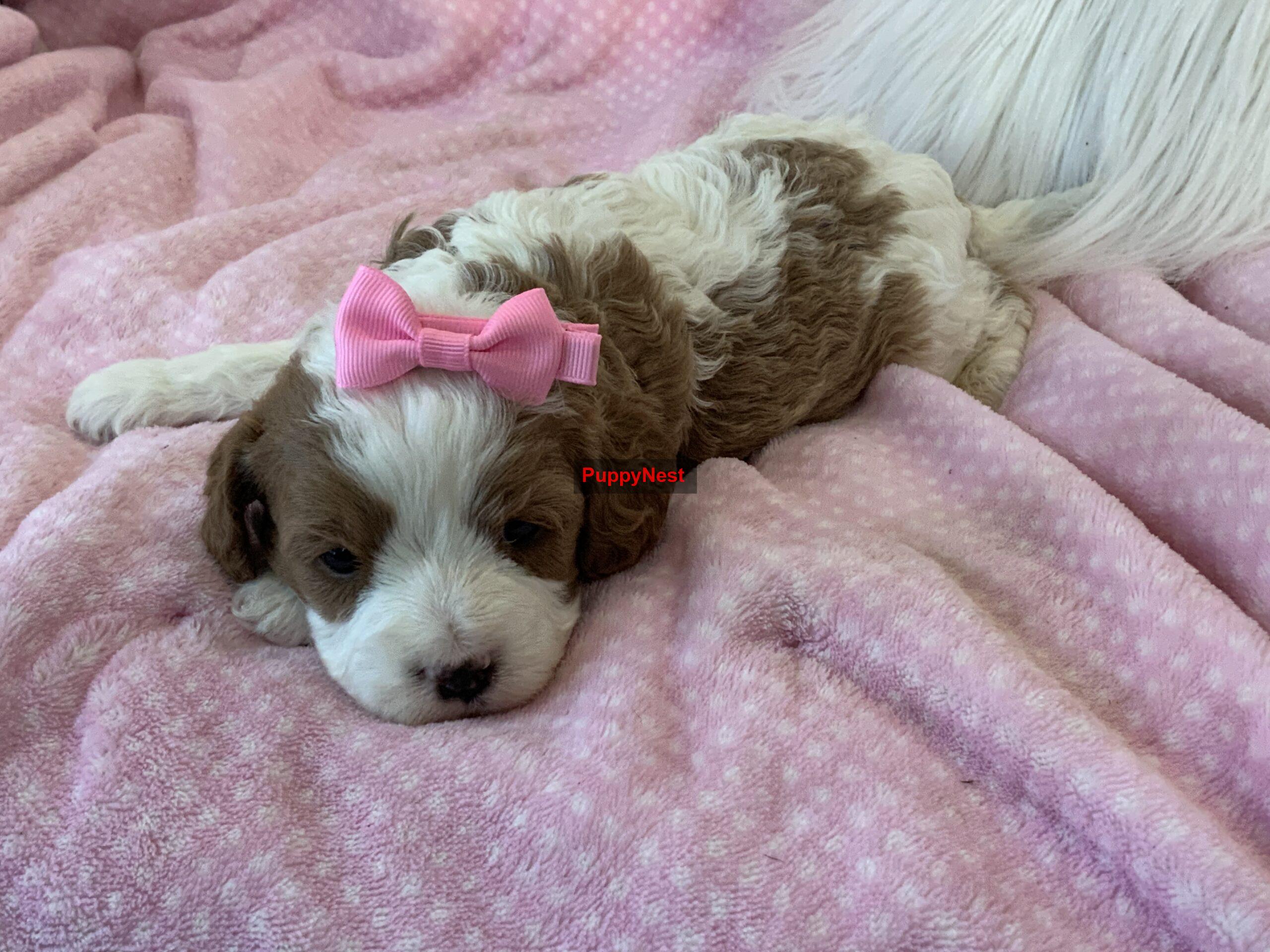 Selected Puppy