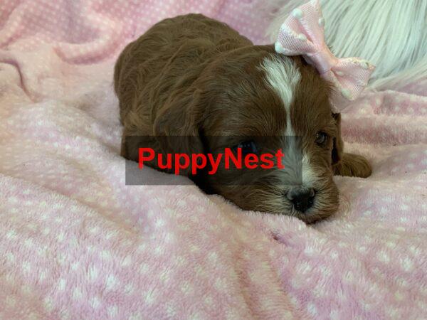 Puppy Thumbnail