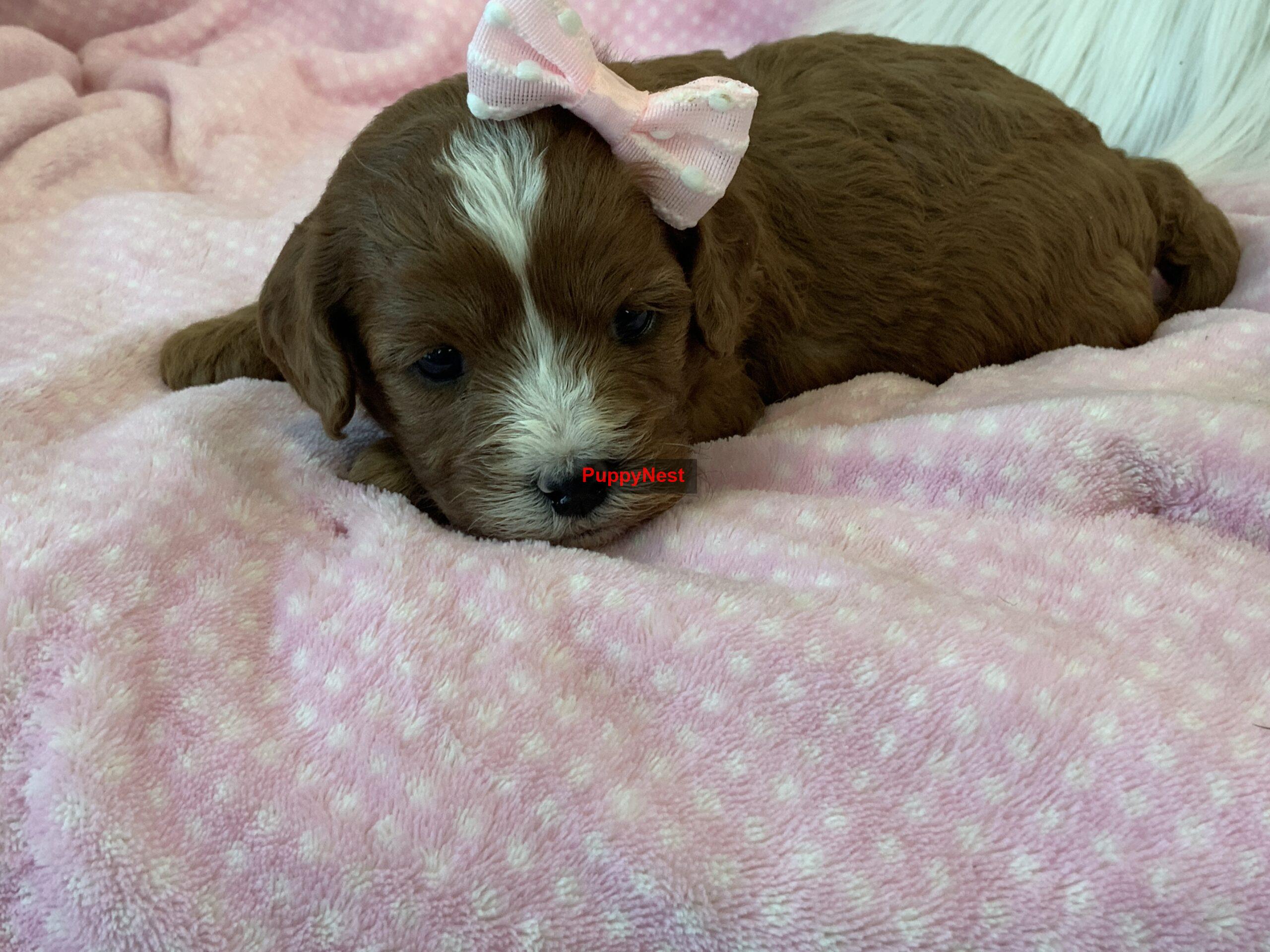 Puppy Thumbnail