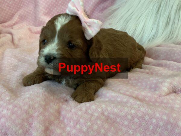 Puppy Thumbnail