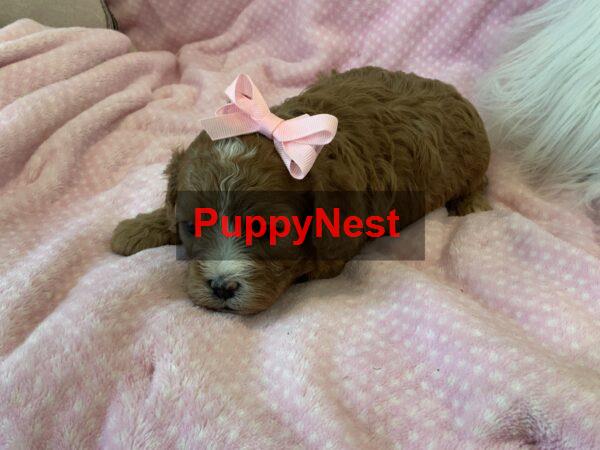 Puppy Thumbnail