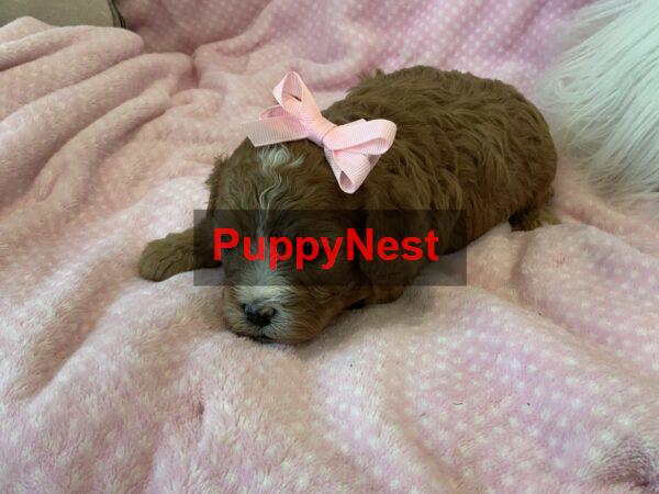 Puppy Thumbnail