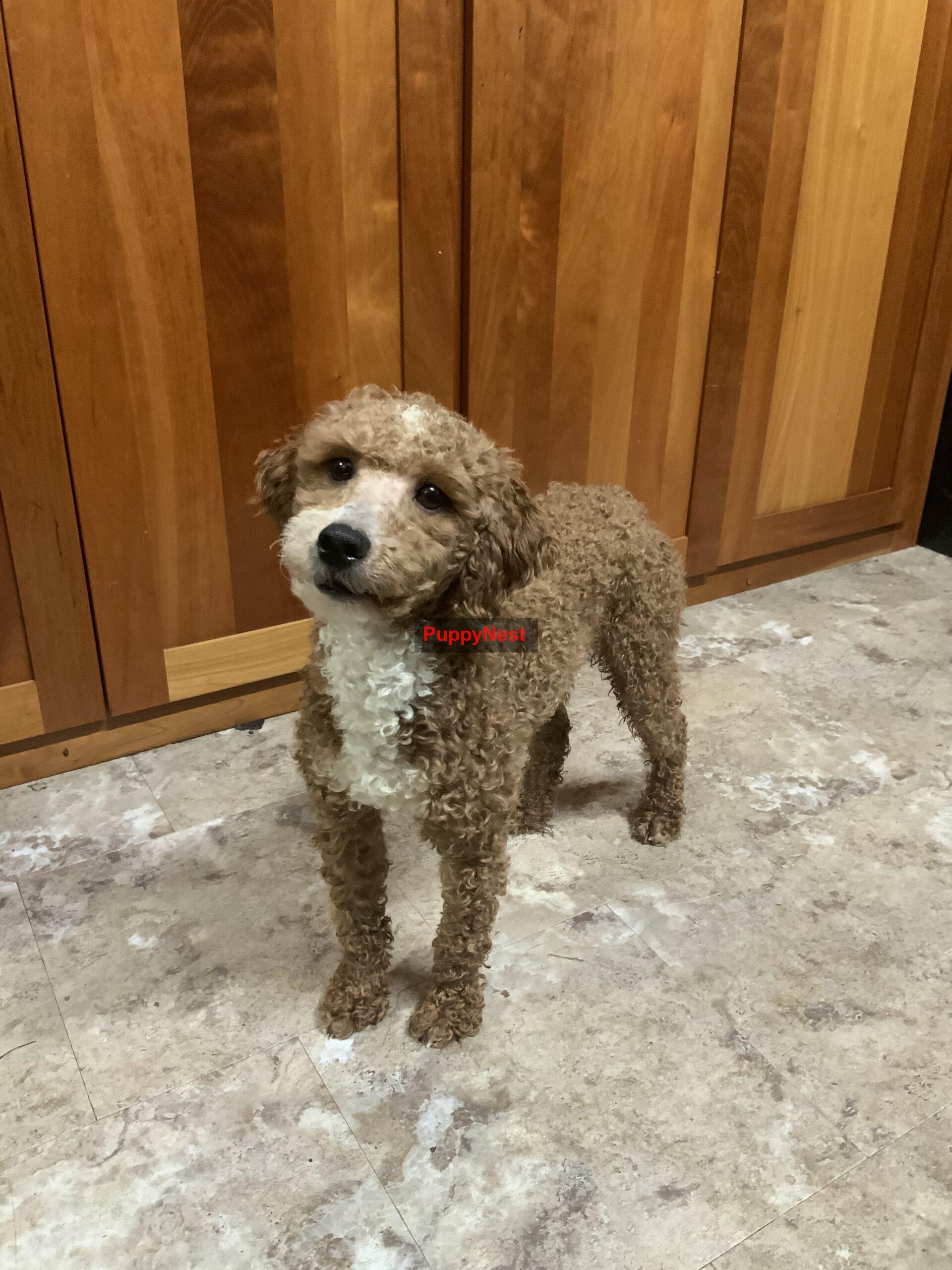 Puppy Thumbnail