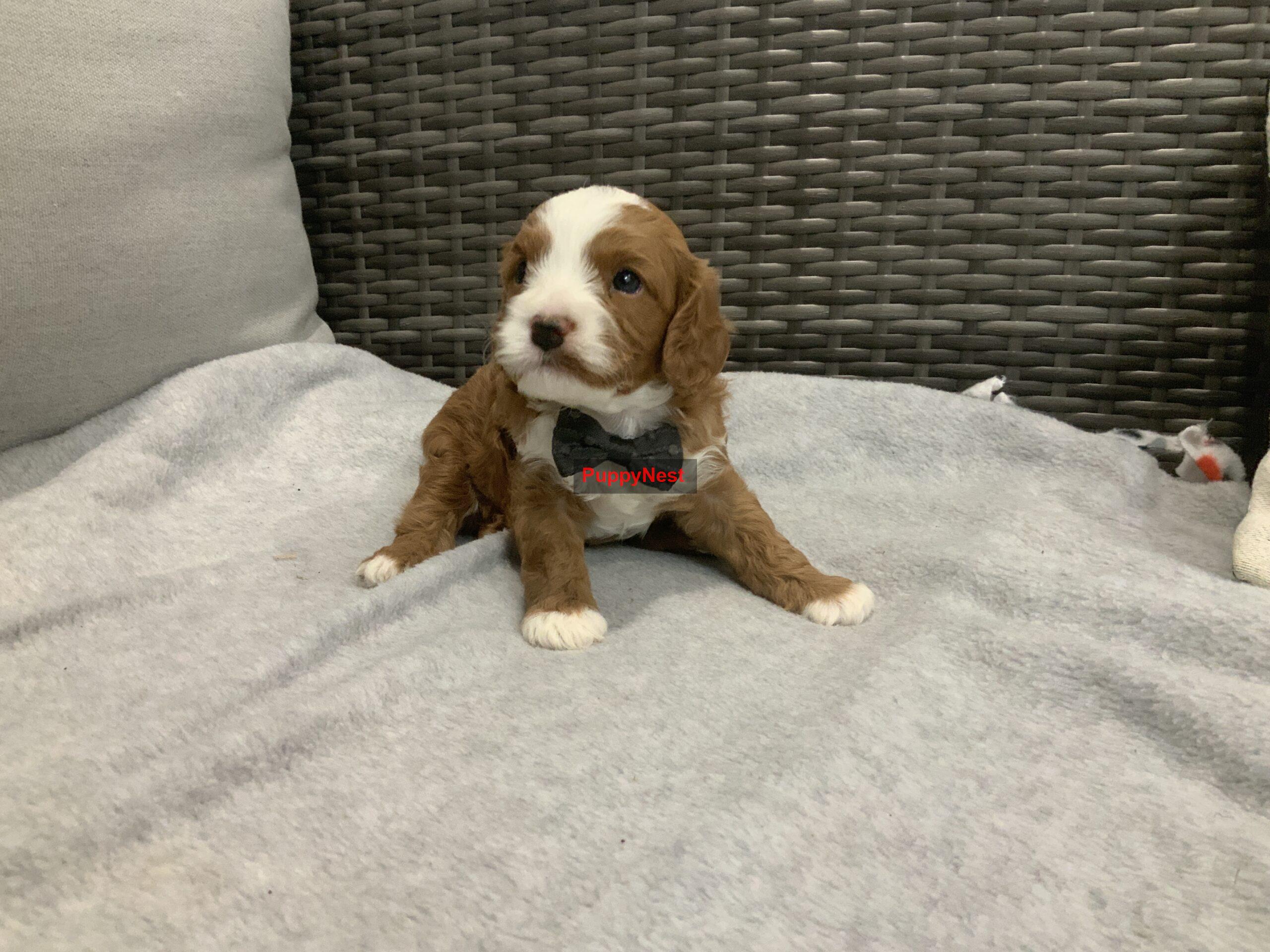 Puppy Thumbnail