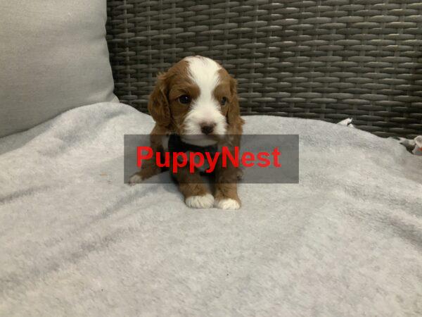Puppy Thumbnail