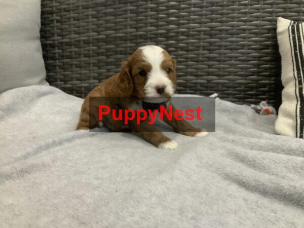 Puppy Thumbnail