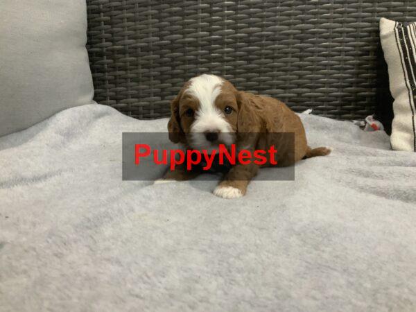 Puppy Thumbnail