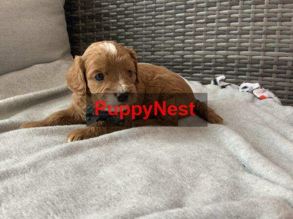 Puppy Thumbnail