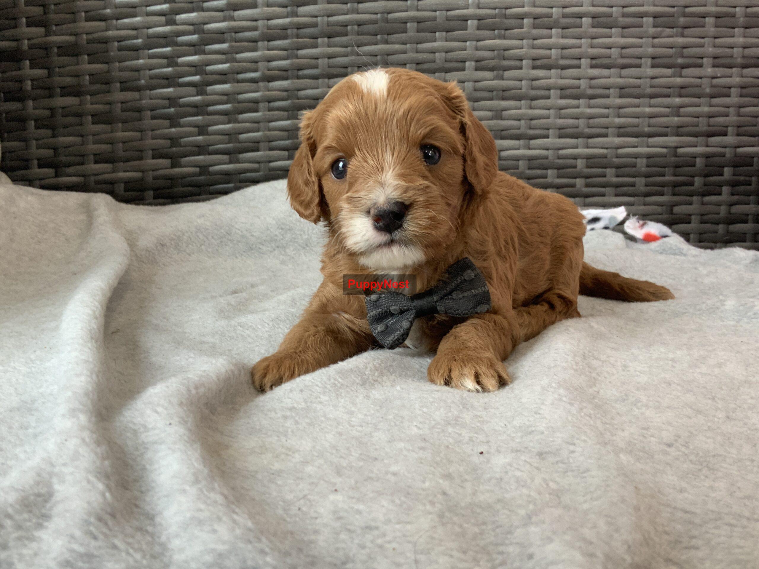 Puppy Thumbnail