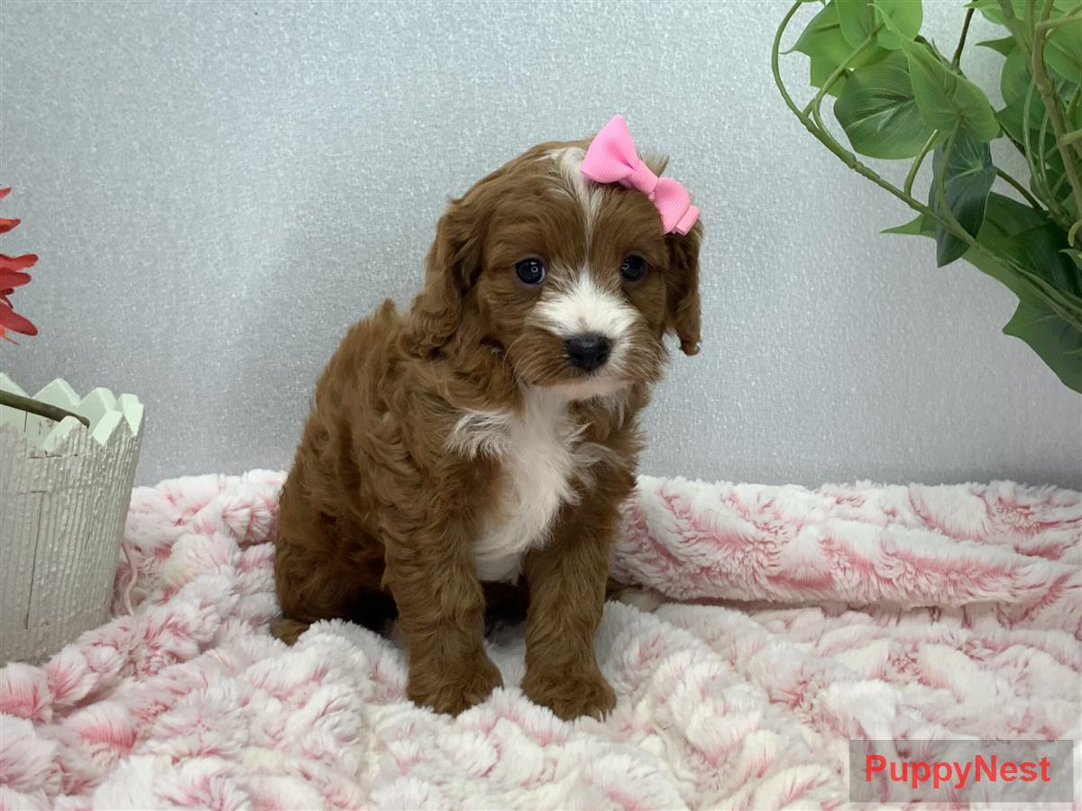Puppy for Sale