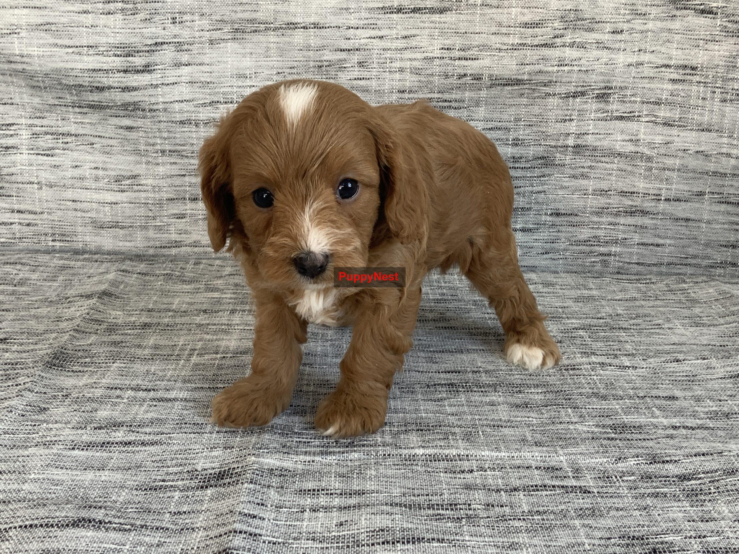 Selected Puppy