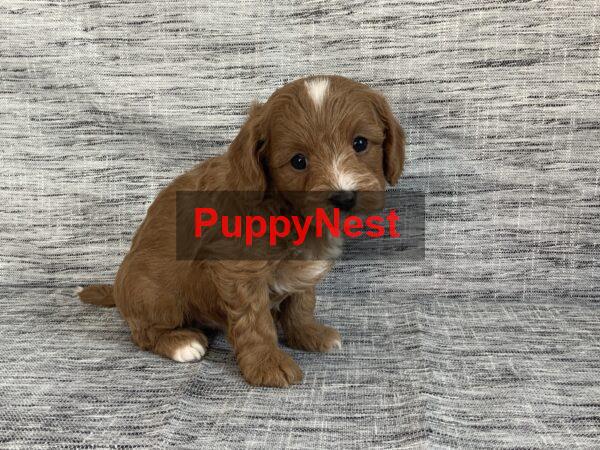 Puppy Thumbnail