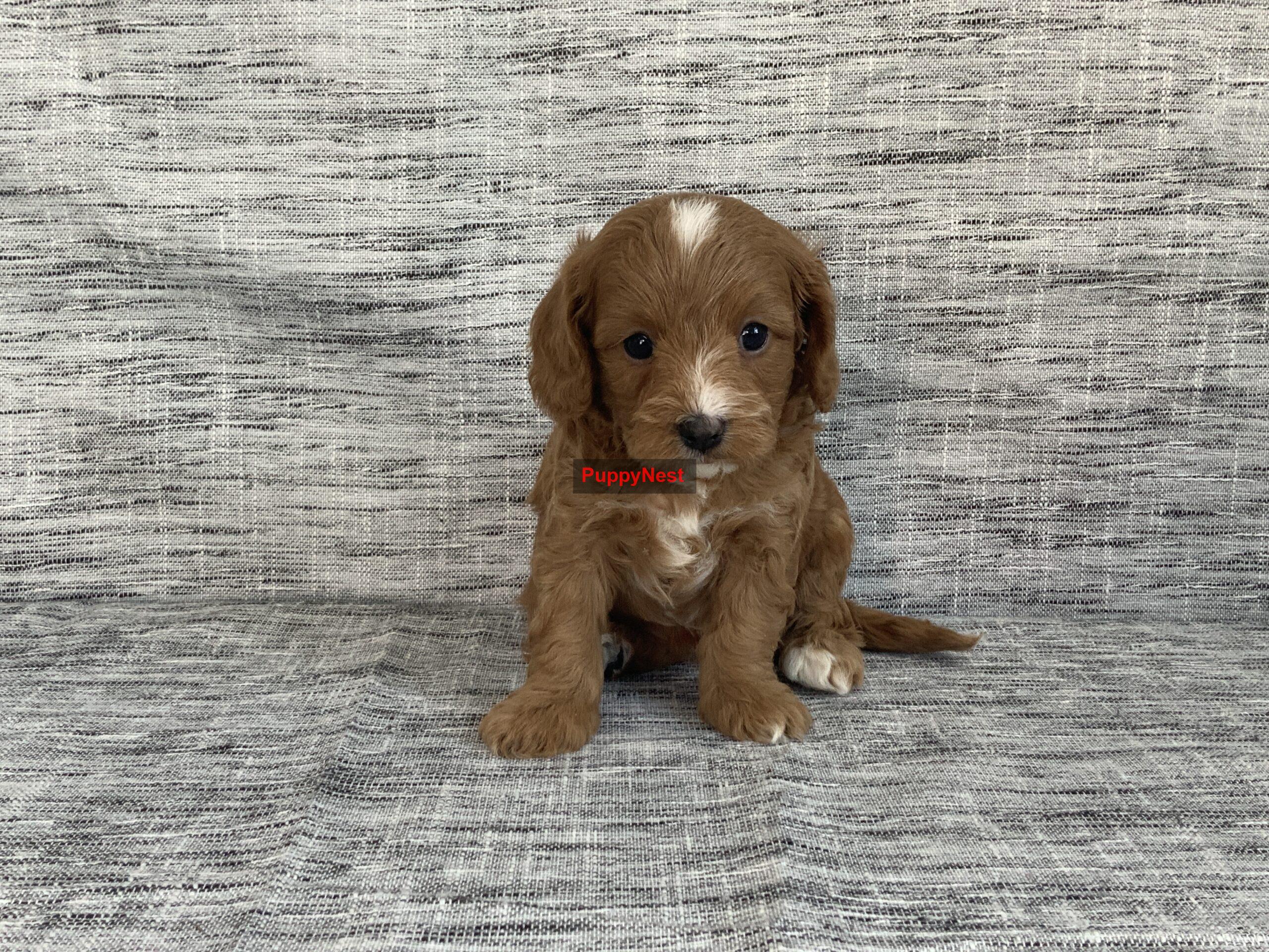 Puppy Thumbnail