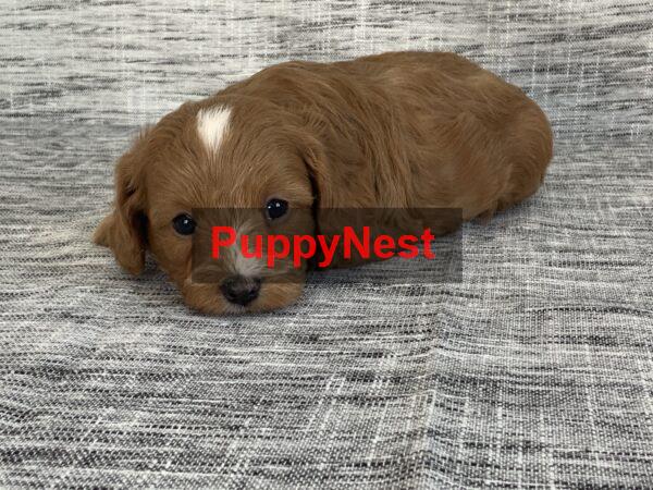Puppy Thumbnail