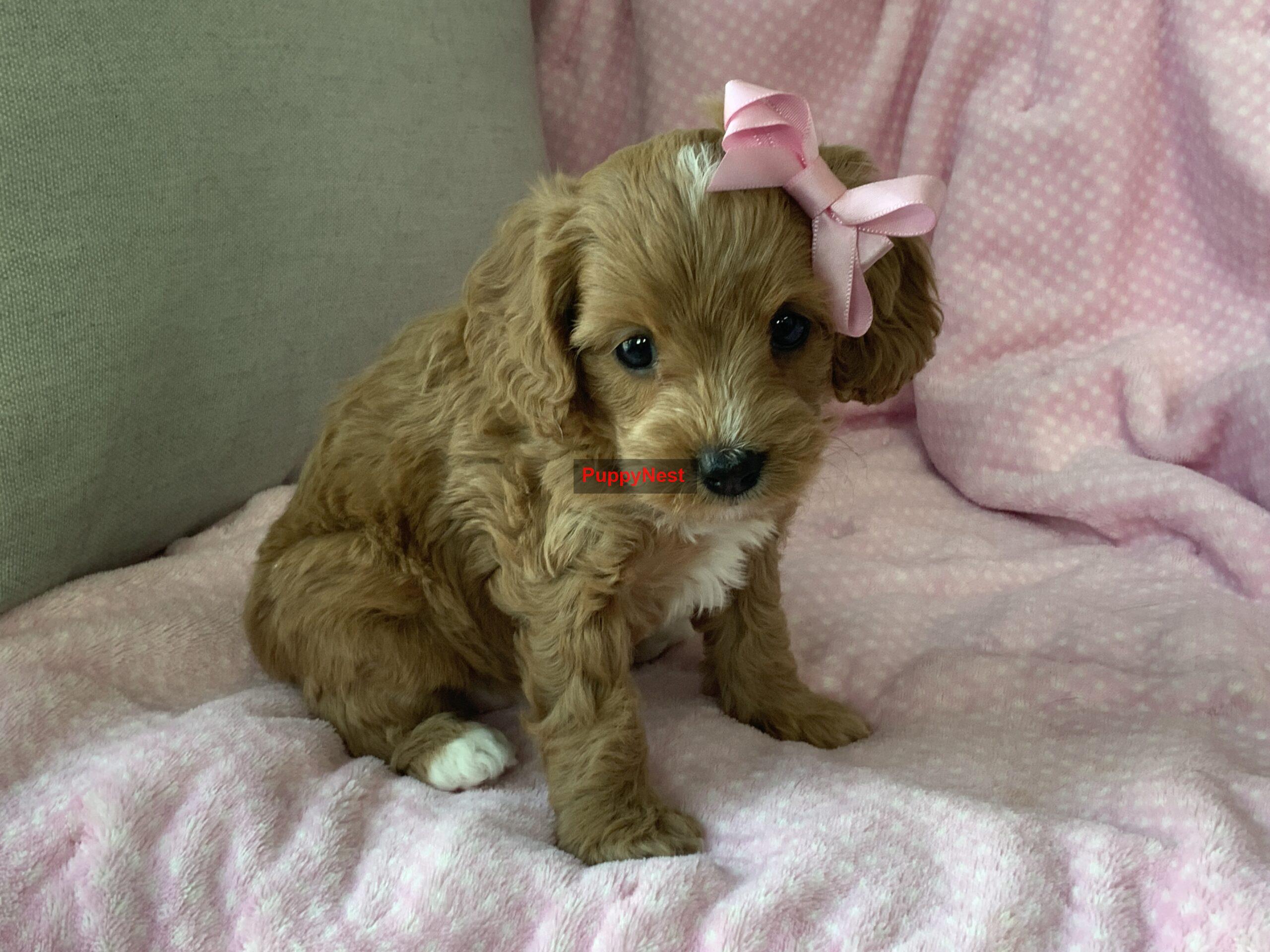 Puppy Thumbnail