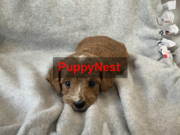 Selected Puppy