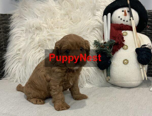 Selected Puppy