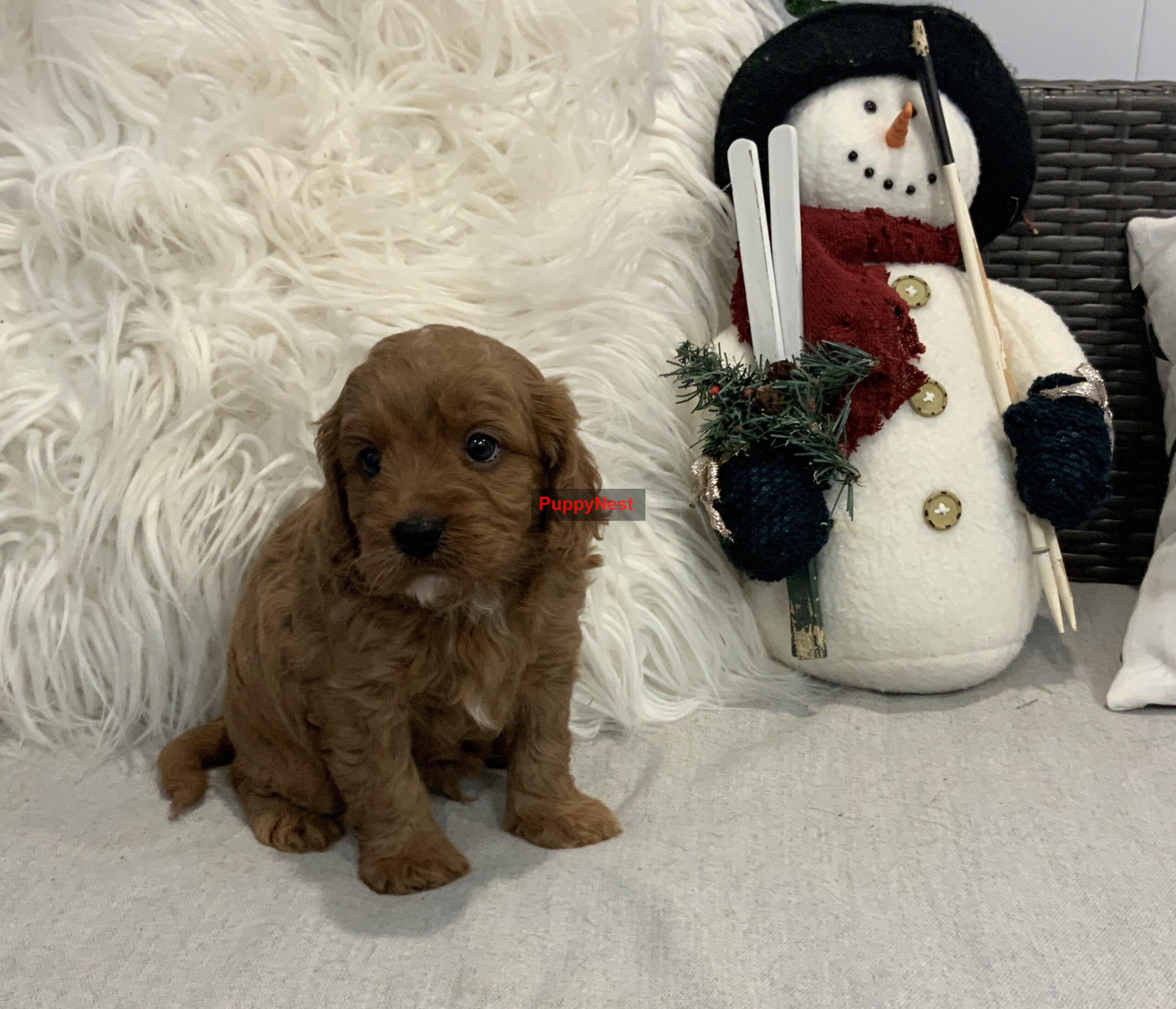 Puppy Thumbnail
