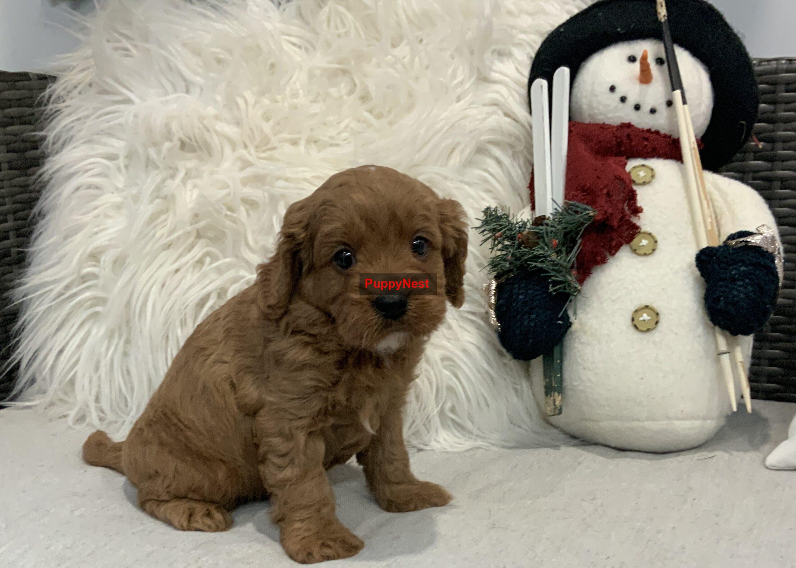 Puppy Thumbnail