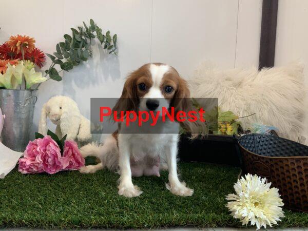 Puppy Thumbnail