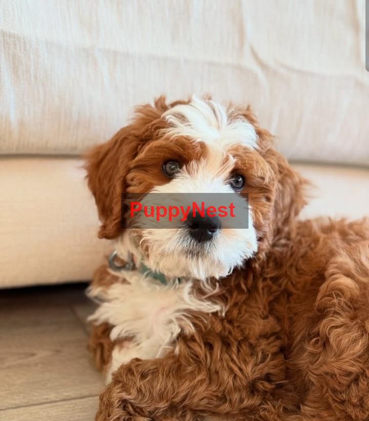 Selected Puppy
