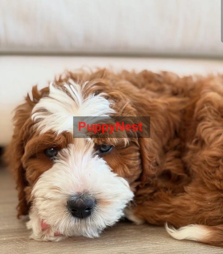 Puppy Thumbnail