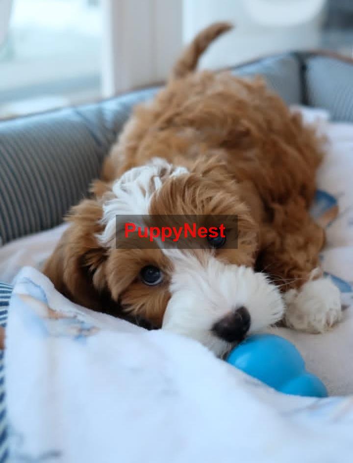 Puppy Thumbnail