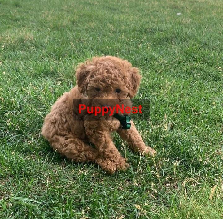 Selected Puppy