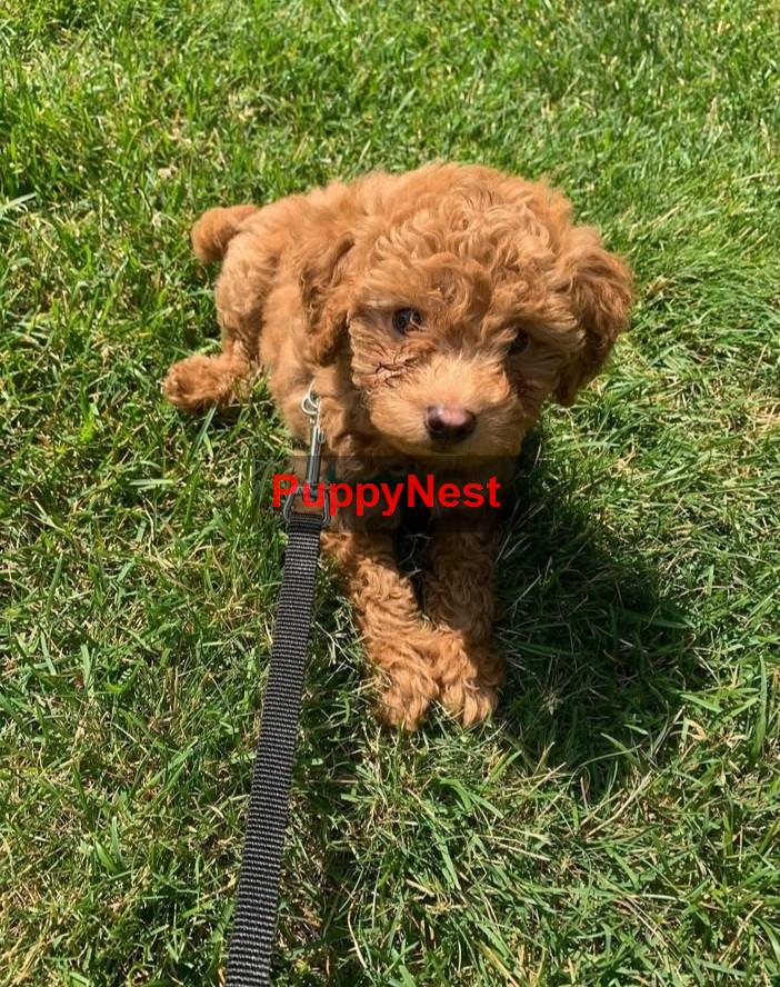 Puppy Thumbnail