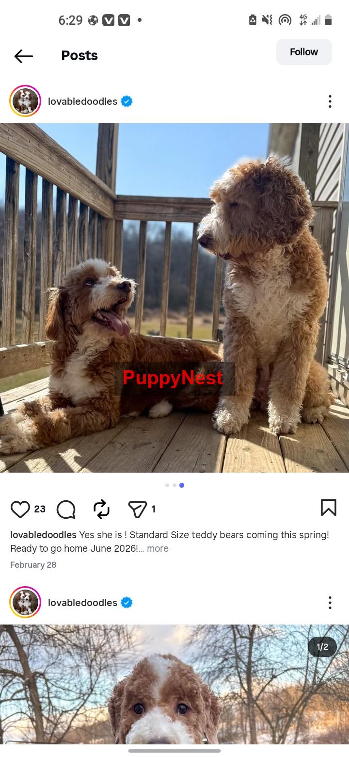 Puppy Thumbnail