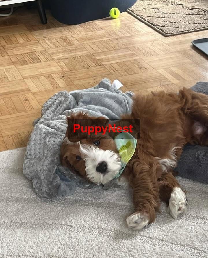 Puppy Thumbnail