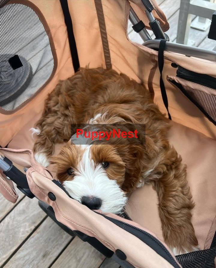 Puppy Thumbnail